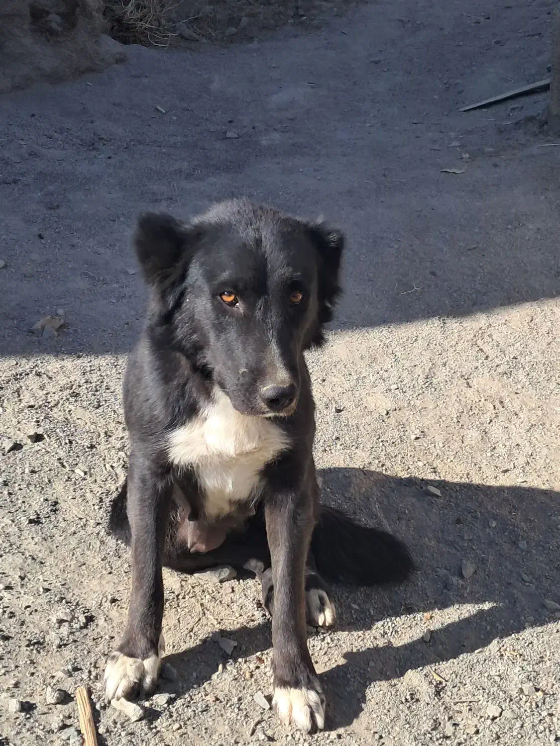 واگذاری لاس یک ساله گله ای|سگ|شهرضا, |دیوار