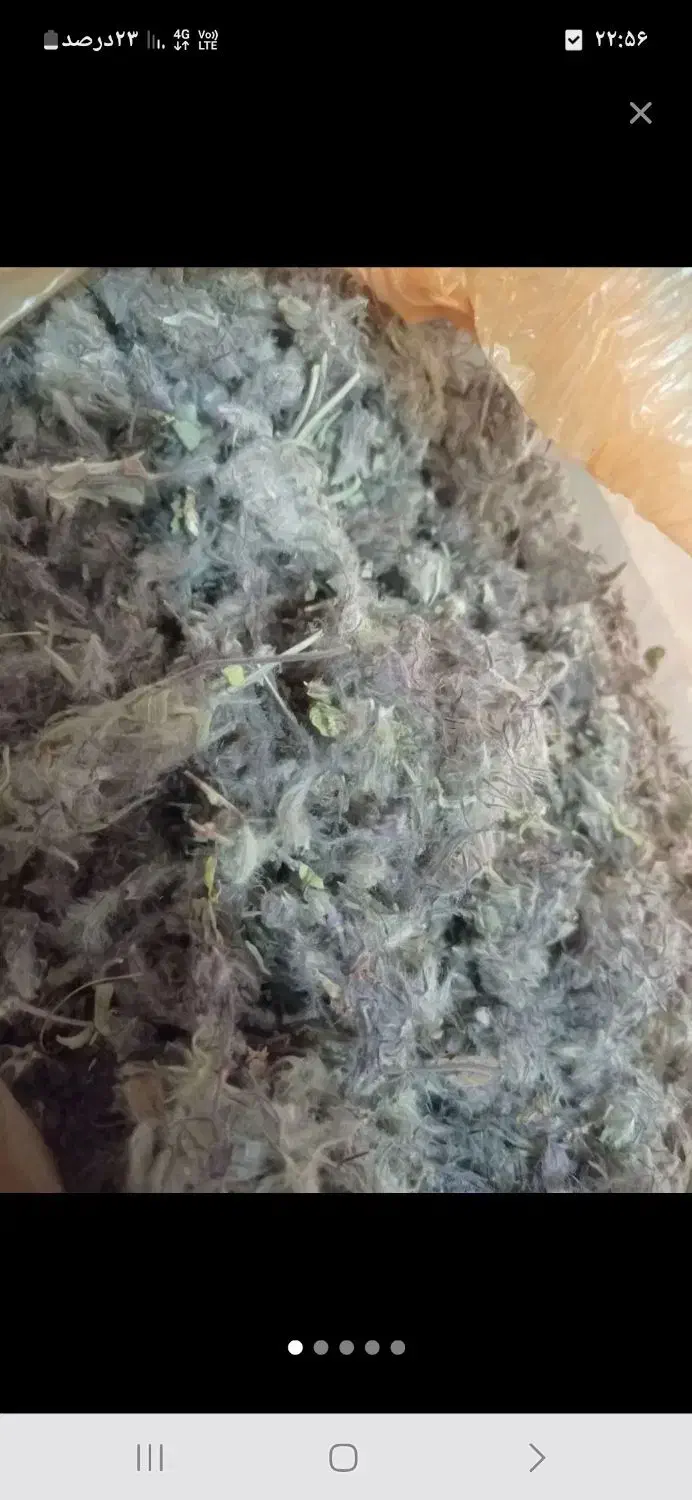 آویشن کوهی وچای کوهی|خوردنی و آشامیدنی|قم, شاه ابراهیم|دیوار