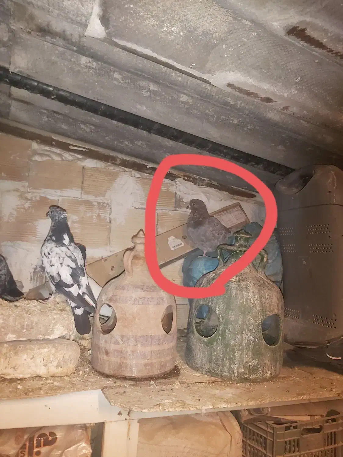 کبوتر|پرنده|مشکین‌دشت, |دیوار