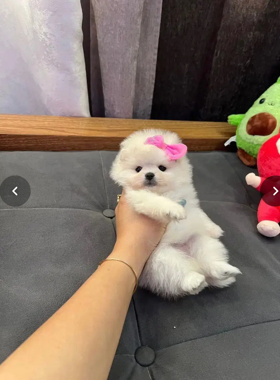 انوا.ع نژاد سگ های خانگی|سگ|شیراز, دانشکده دامپزشکی شیراز|دیوار