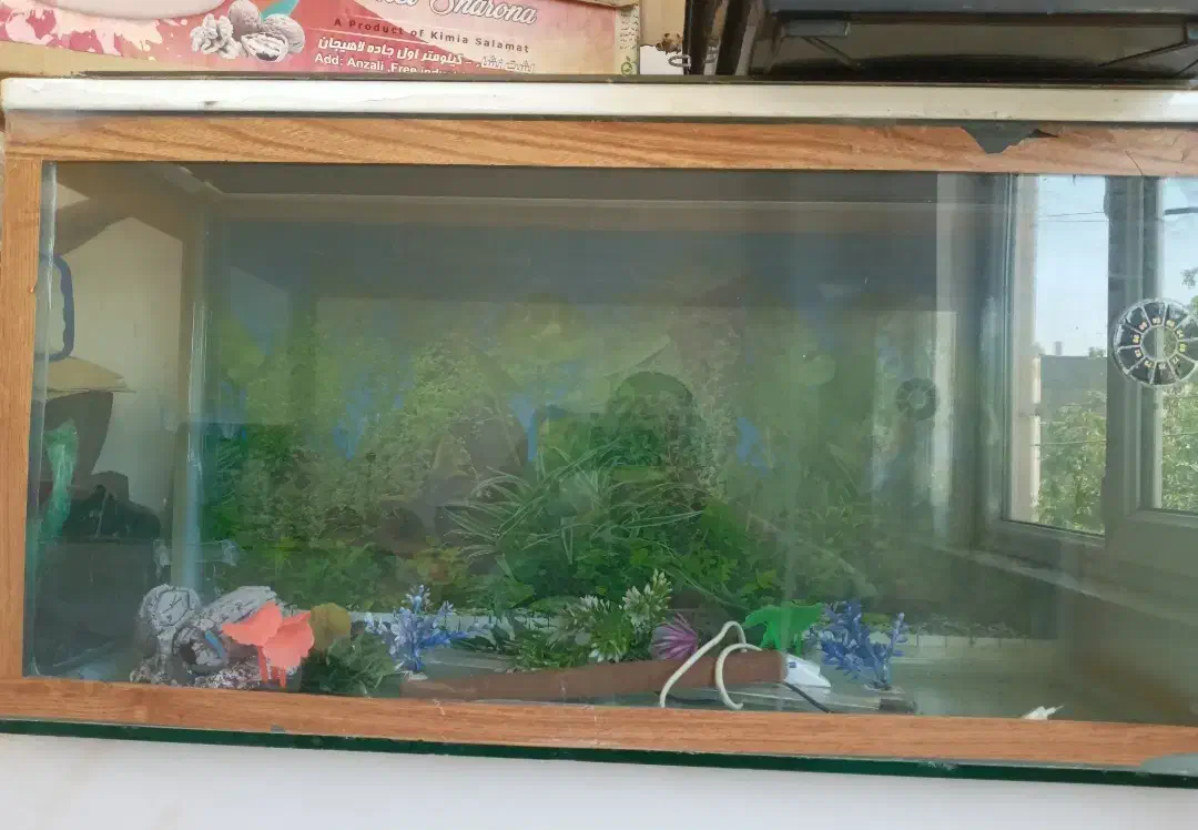 اکواریوم|ماهی|ابهر, |دیوار