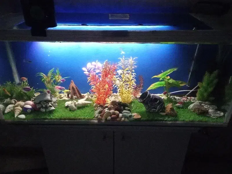 آکواریوم|ماهی|رباط‌کریم, رباط‌کریم|دیوار