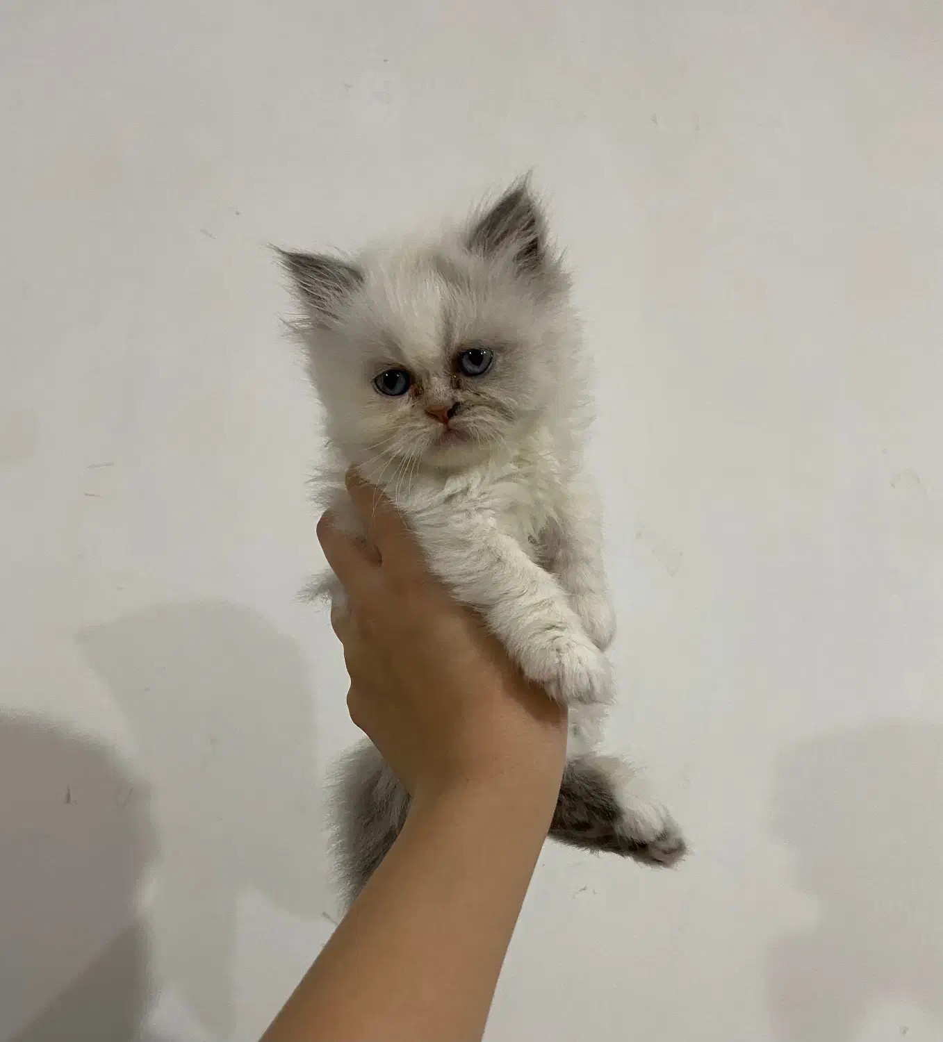 گربه پرشین|گربه|گرگان, |دیوار