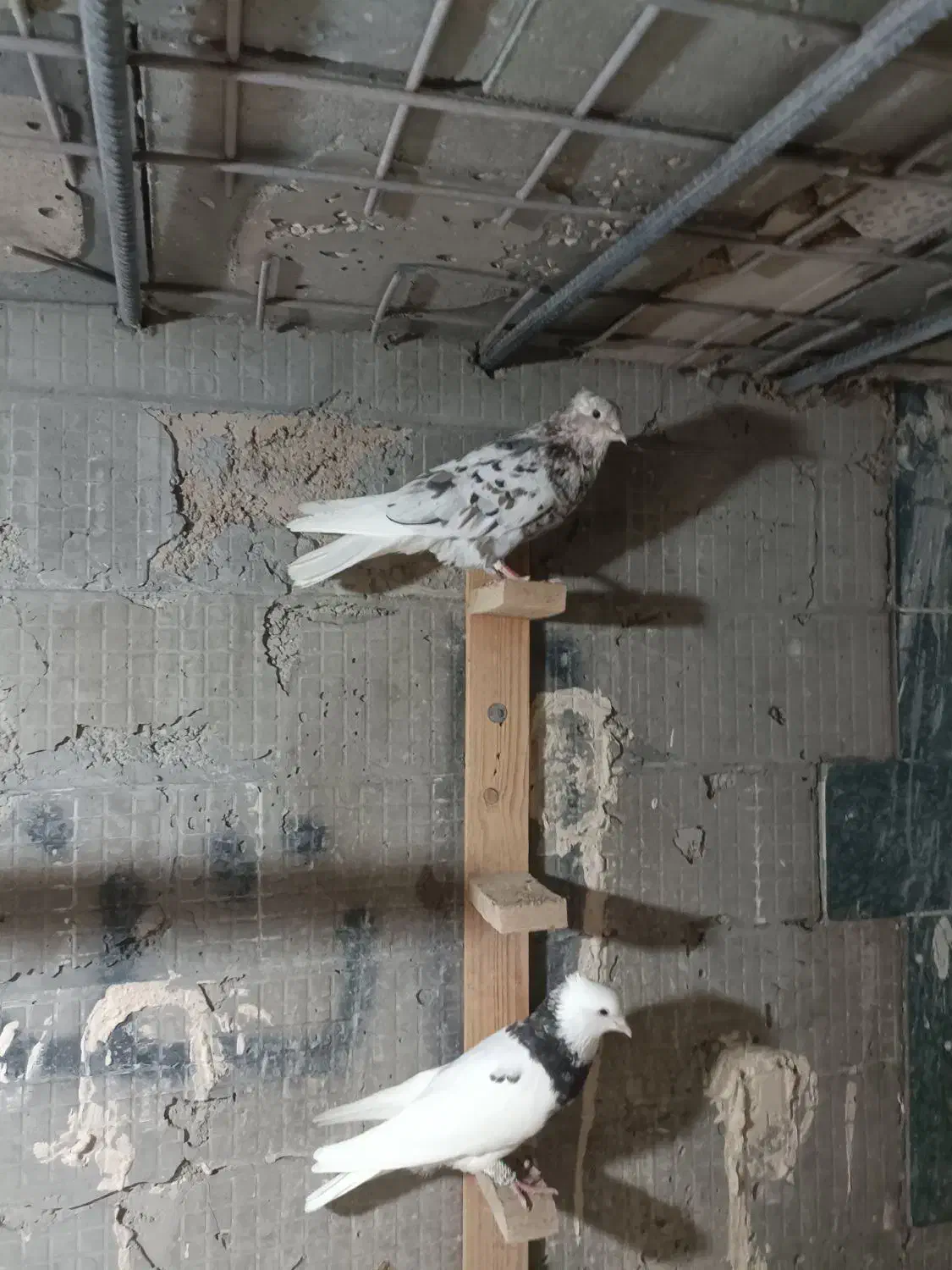 تعداد رسید|پرنده|بندر ماهشهر, |دیوار