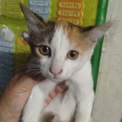 گربه|گربه|علی‌آباد کتول, |دیوار