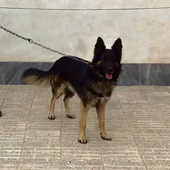 سگ ژرمن نر فروش یا معاوضه با گوشی یا دوچرخه|سگ|کرمان, |دیوار