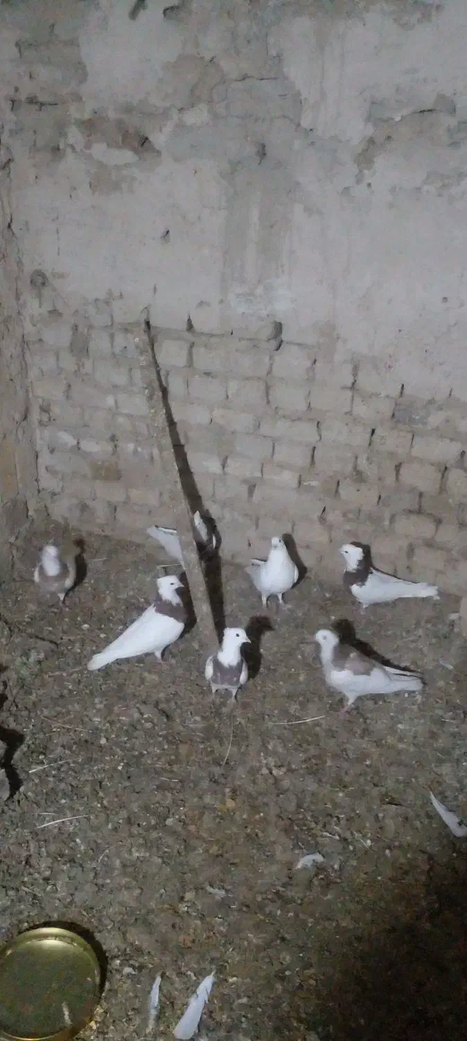 طوقی|پرنده|نظر کهریزی, |دیوار