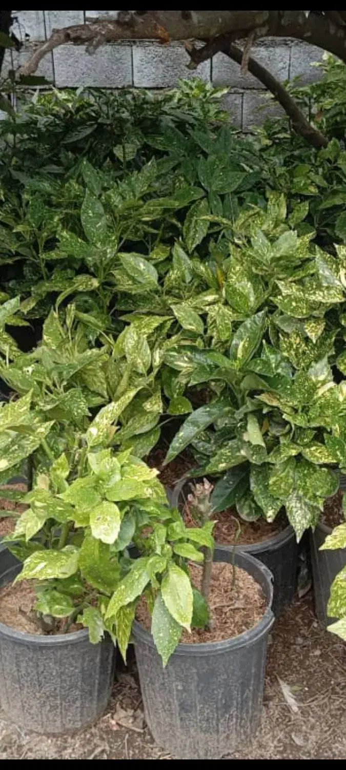 اکو با ژاپونی|گل و گیاه طبیعی|رامسر, |دیوار