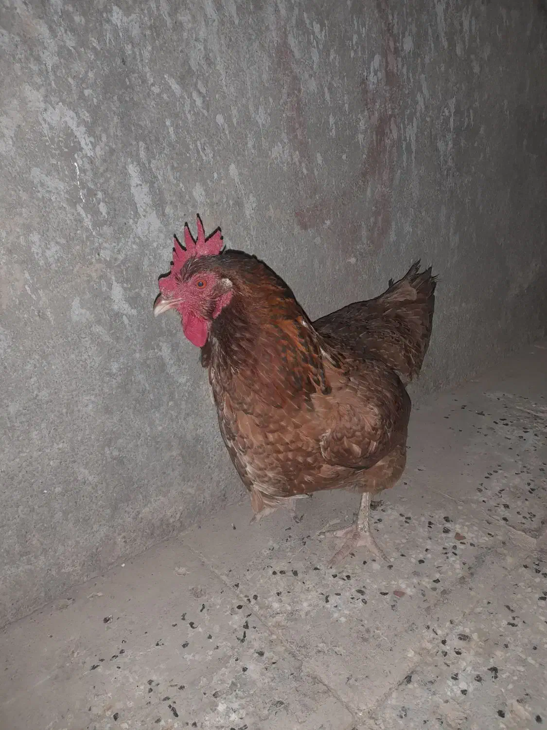 حیوانات|حیوانات مزرعه|نیشابور, مازول|دیوار