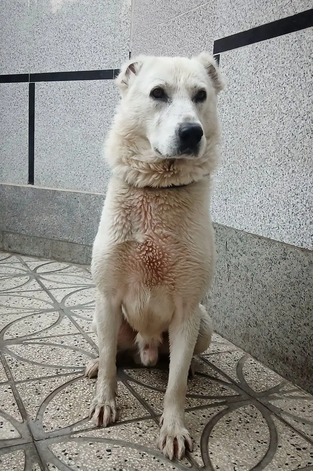 سگ آلابای|سگ|تهران, تهرانسر غربی|دیوار