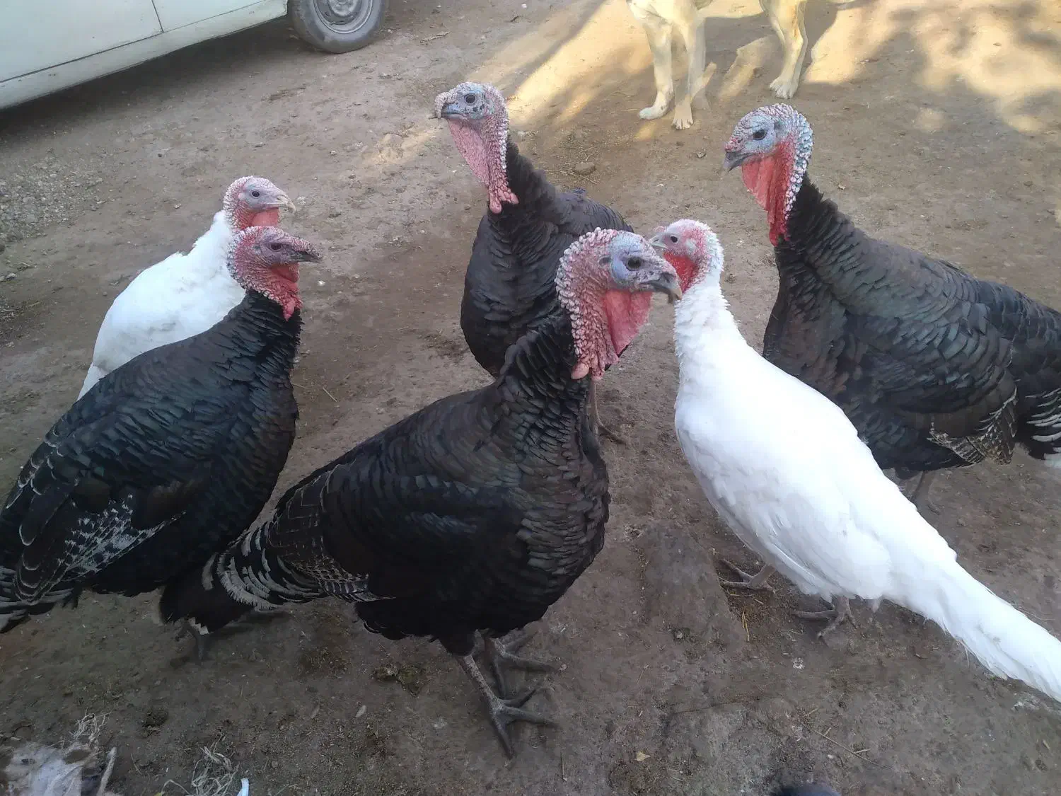 بوقلمون|حیوانات مزرعه|مشگین شهر, |دیوار