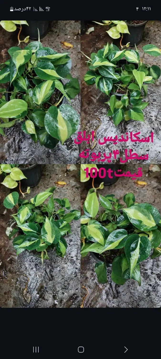 پتوس|گل و گیاه طبیعی|رشت, کوی طالقانی|دیوار