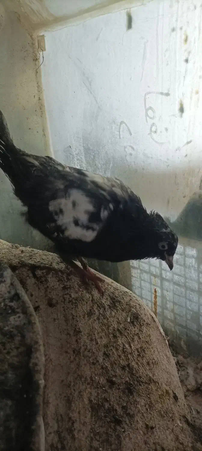 کفتر|پرنده|فاروج, |دیوار