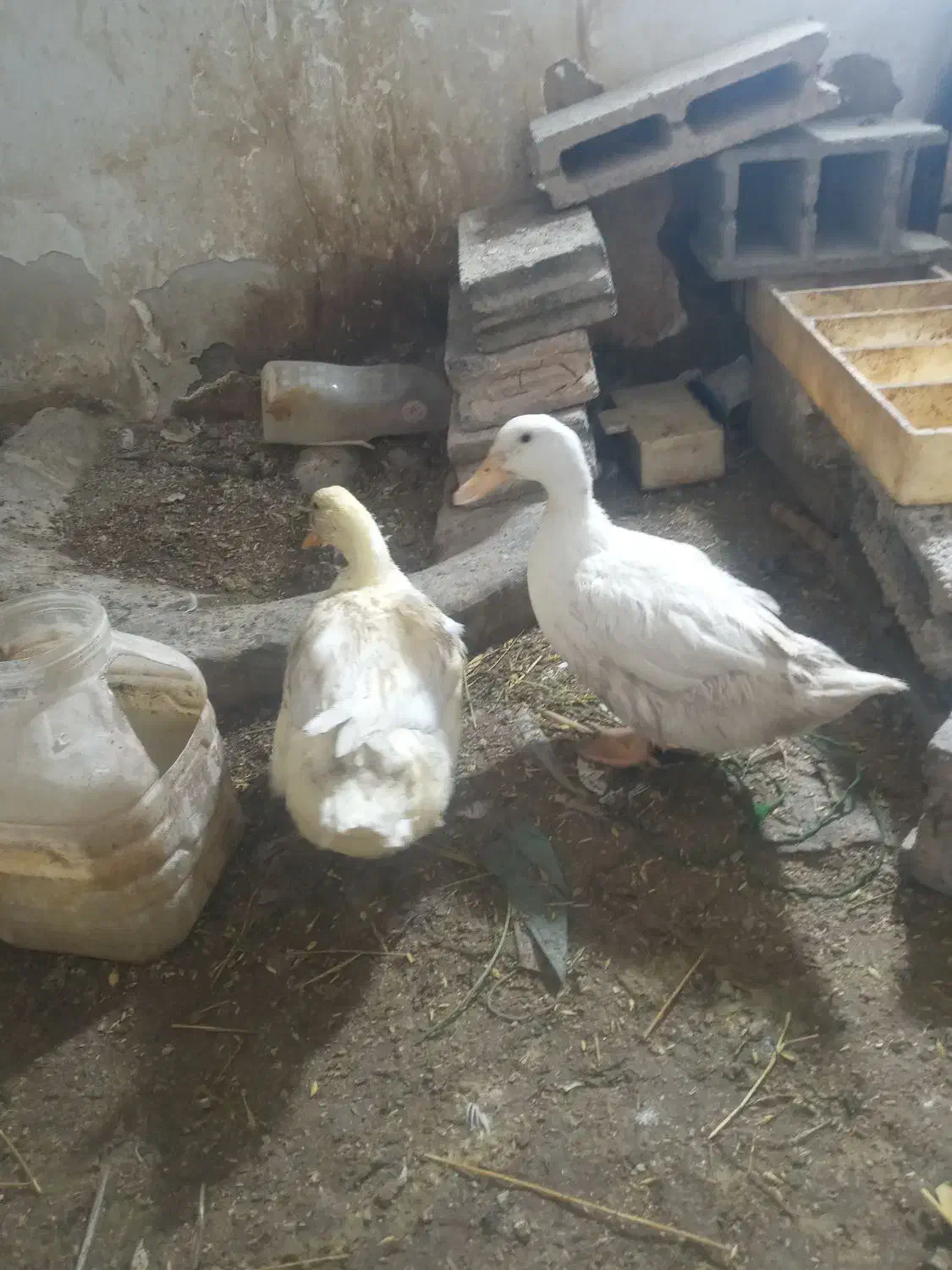 اردک دوعدد|حیوانات مزرعه|قرچک, مهدیه|دیوار