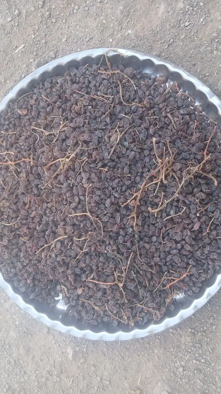 کشمش به صورت عمده|خوردنی و آشامیدنی|تاکستان, |دیوار