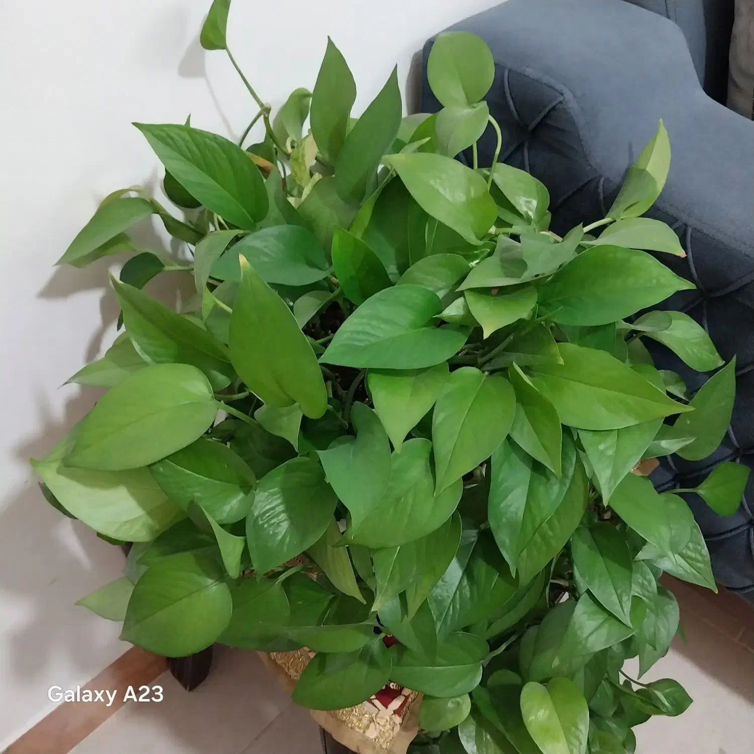 انواع گل آپارتمانی|گل و گیاه طبیعی|نهاوند, |دیوار