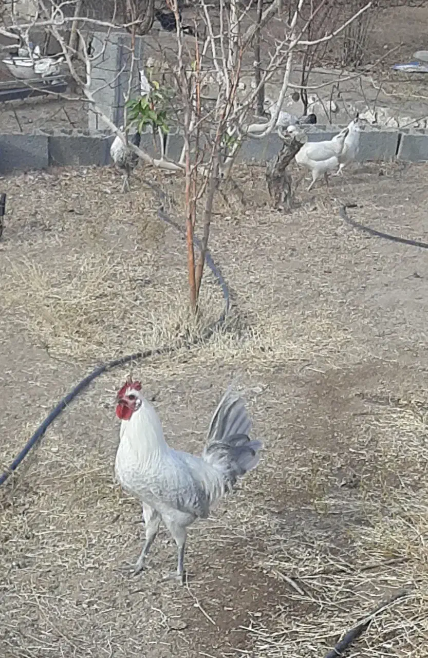 خروس بلژیکی|پرنده|کشکوئیه, |دیوار