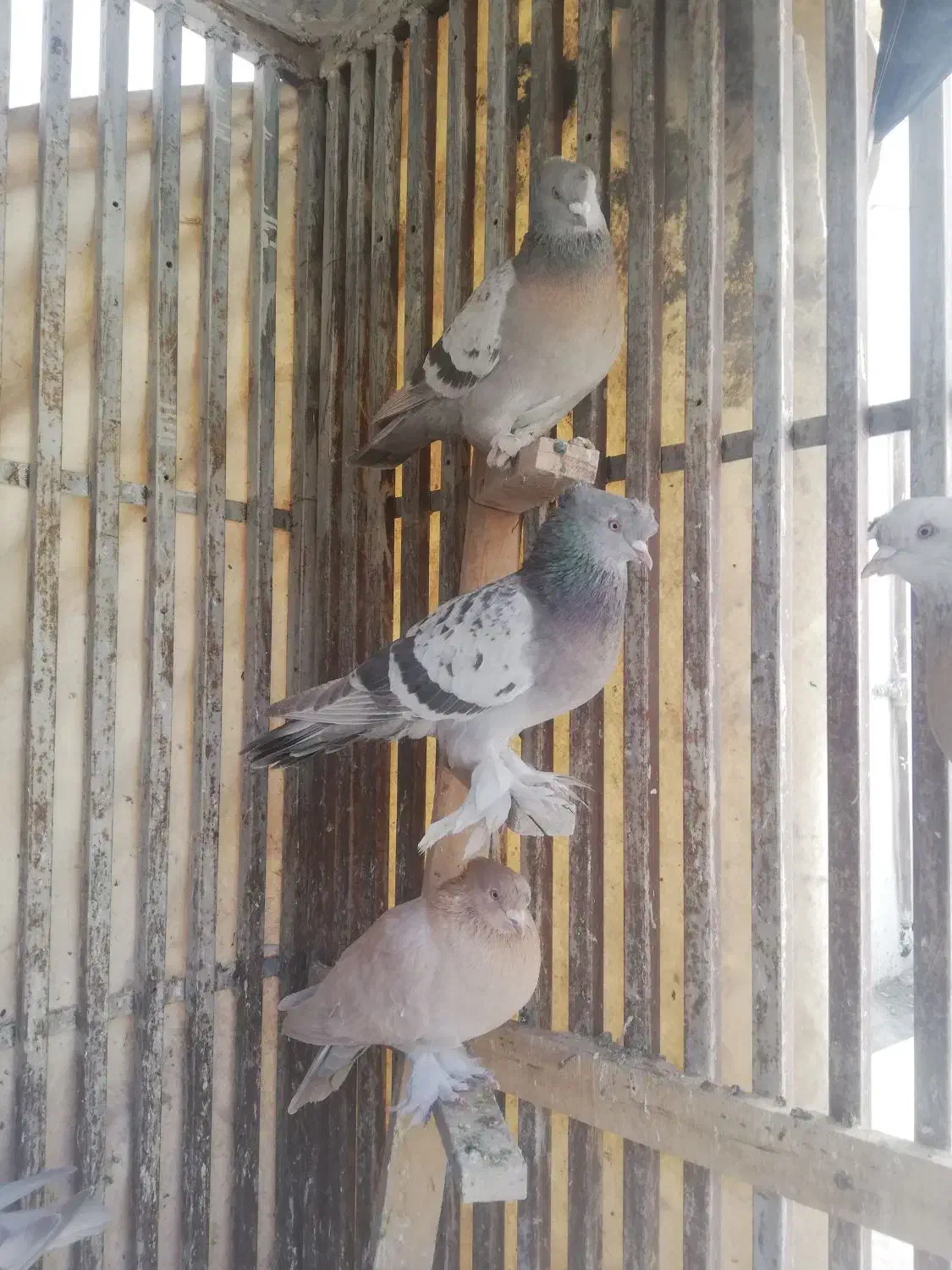 سوسنی ونکی|پرنده|شیراز, نیستان|دیوار