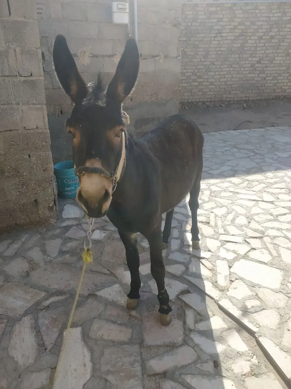 خر نر|حیوانات مزرعه|زنجانرود, |دیوار