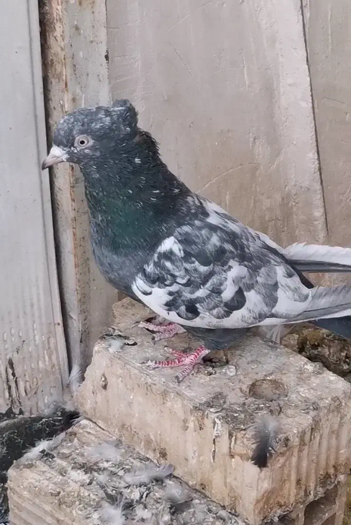 سینه|پرنده|شیراز, شهرک گلستان|دیوار