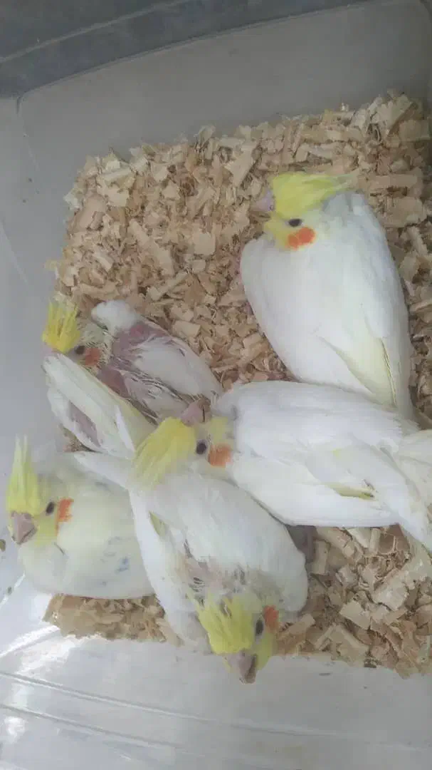 عروس هلندی نژاد لوتینو|پرنده|سورک, |دیوار