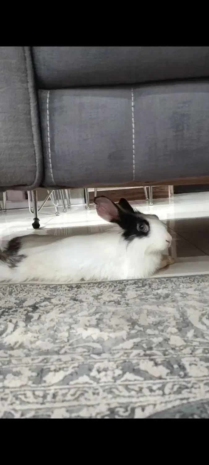 خرگوش|موش و خرگوش|اسلامشهر, شهرک احمدیه|دیوار