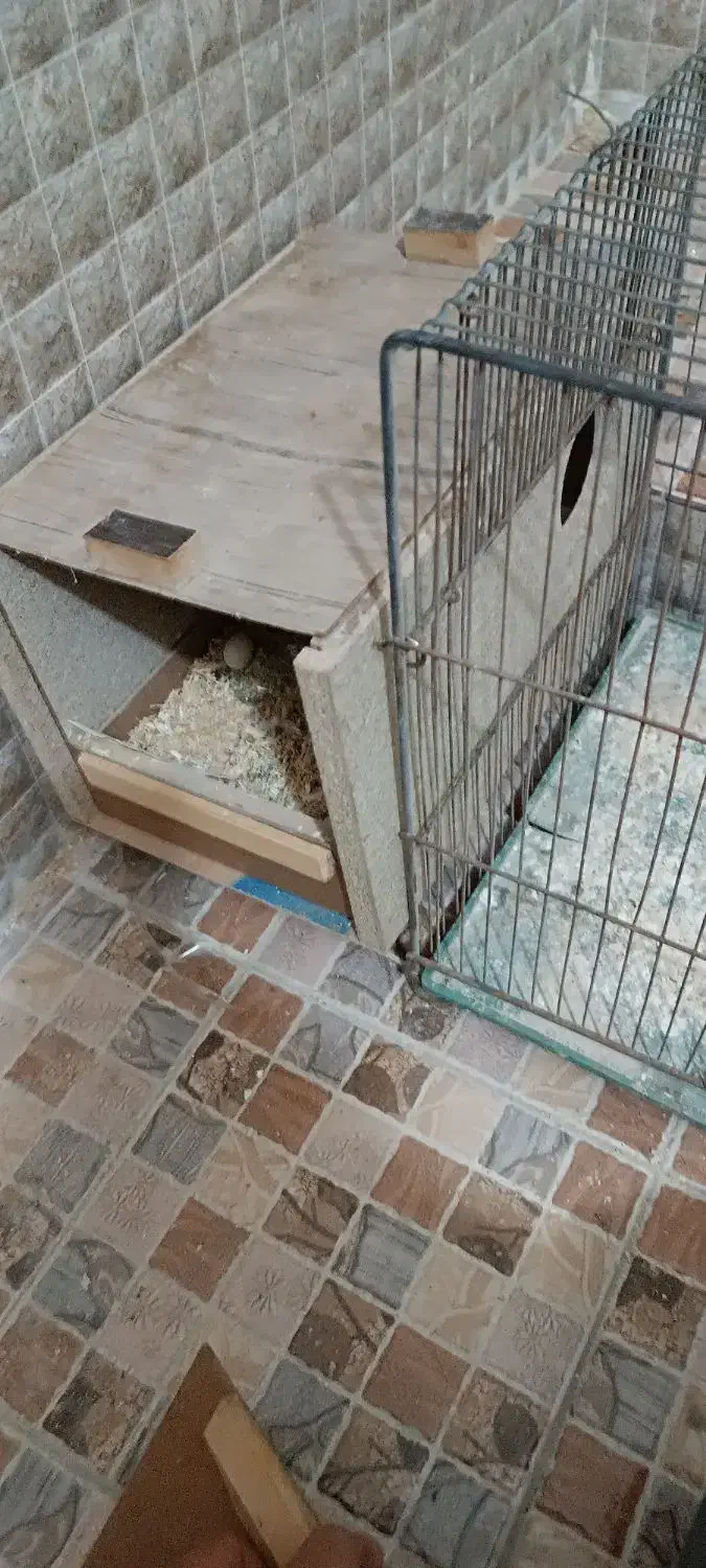 عروس هلندی کار داده|پرنده|میبد, |دیوار