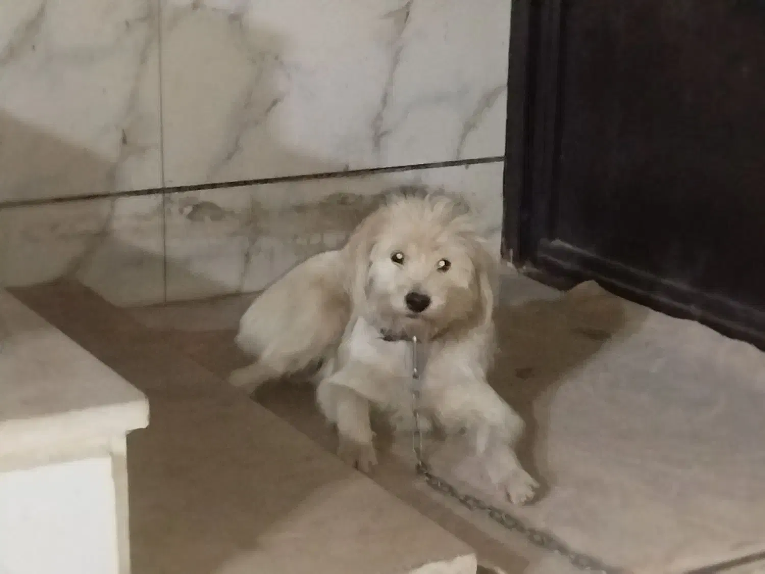 فروش یک سگ ماده نوع شیتزو سفید رنگ|سگ|خرمآباد, |دیوار