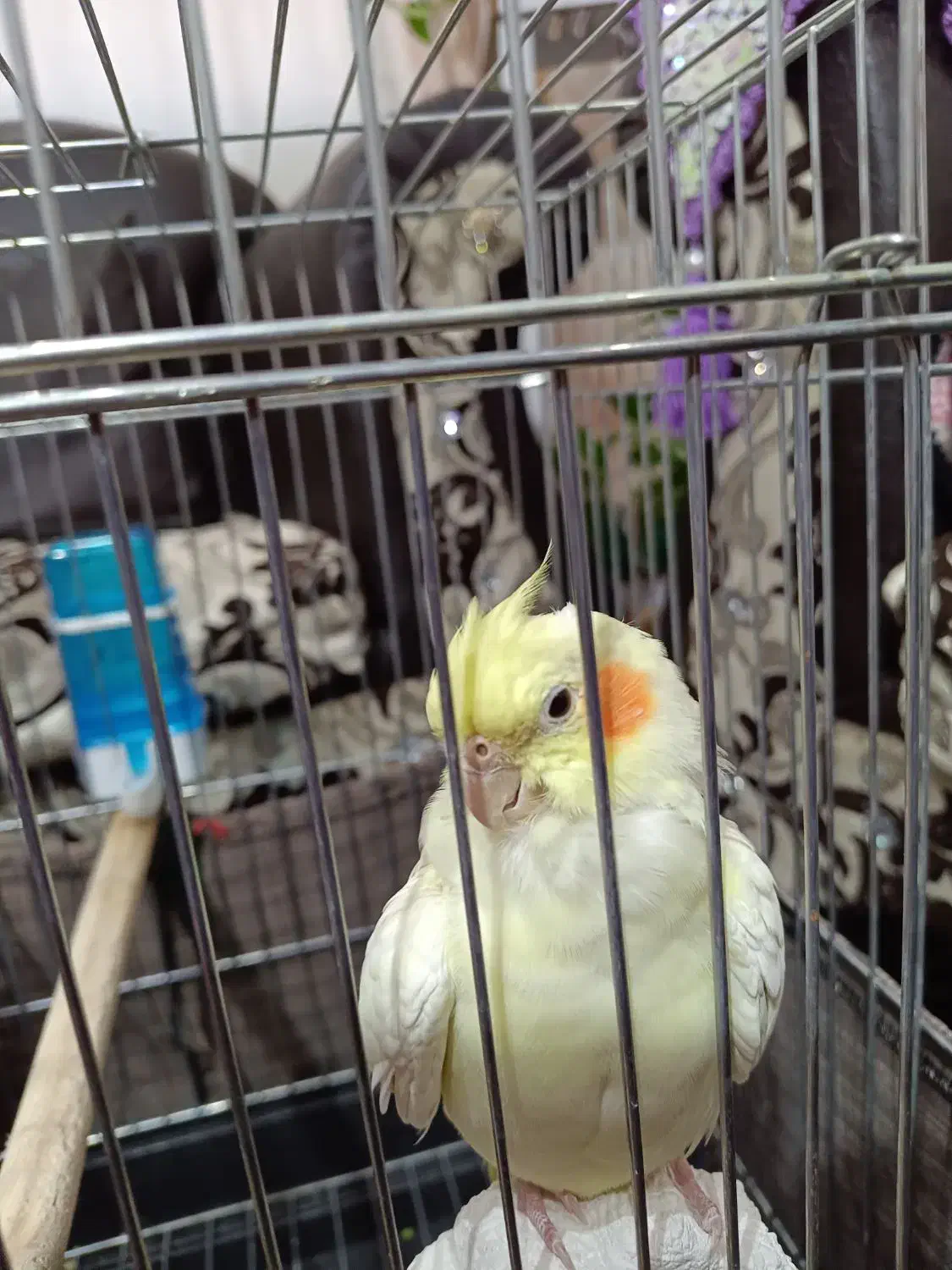 طوطی عروس هلندی لوتینو با قفس|پرنده|محمدیه-قزوین, |دیوار