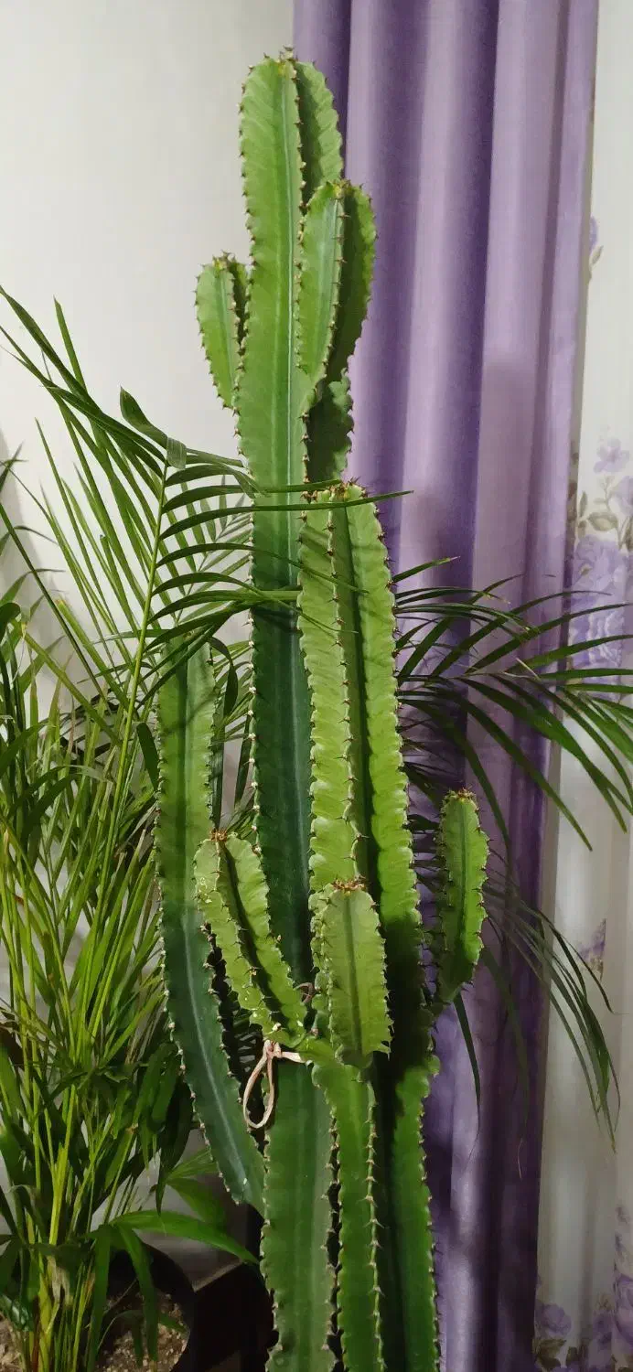 گیاه آپارتمانی افوربیا|گل و گیاه طبیعی|محمدشهر, محمدشهر|دیوار