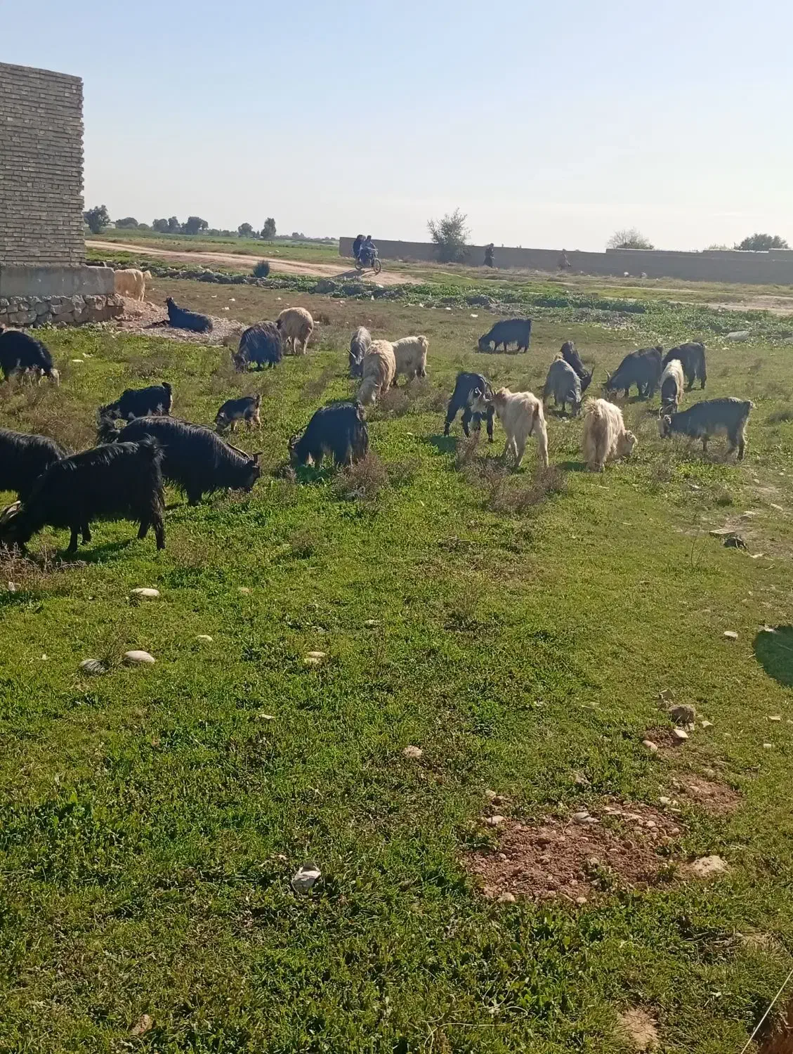 بز وبیگ|حیوانات مزرعه|دزفول, |دیوار