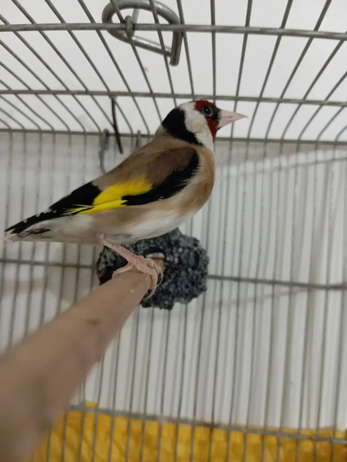 سهره نر 2ساله قغس|پرنده|سردشت, |دیوار