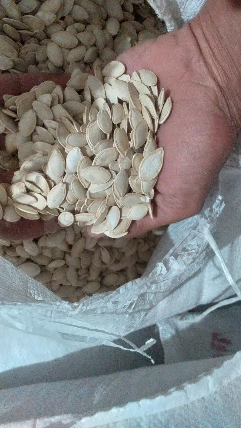 تخمه کدو آجیلی|خوردنی و آشامیدنی|دیواندره, |دیوار