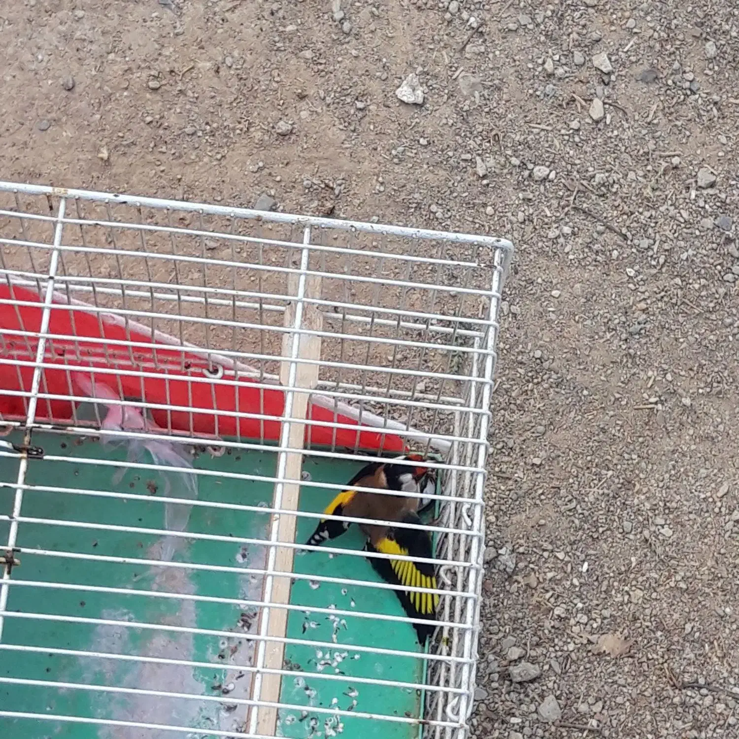 سهره|پرنده|نهاوند, |دیوار