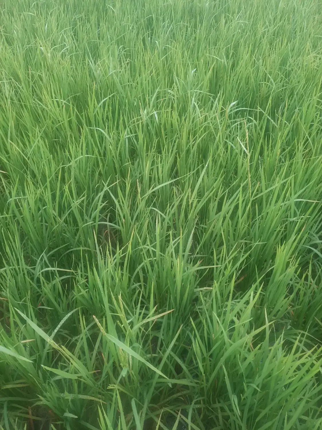 برنج سنگ طارم هاشمی کشت اول و کشت دوم درجه یک|خوردنی و آشامیدنی|بابل, |دیوار