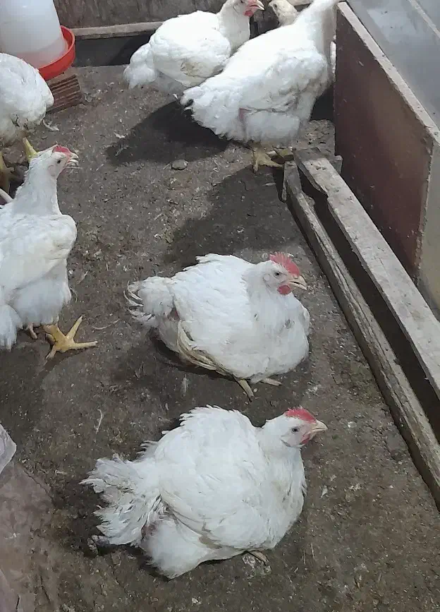 جوجه 1روزه گوشتی راس|حیوانات مزرعه|آق قلا, |دیوار