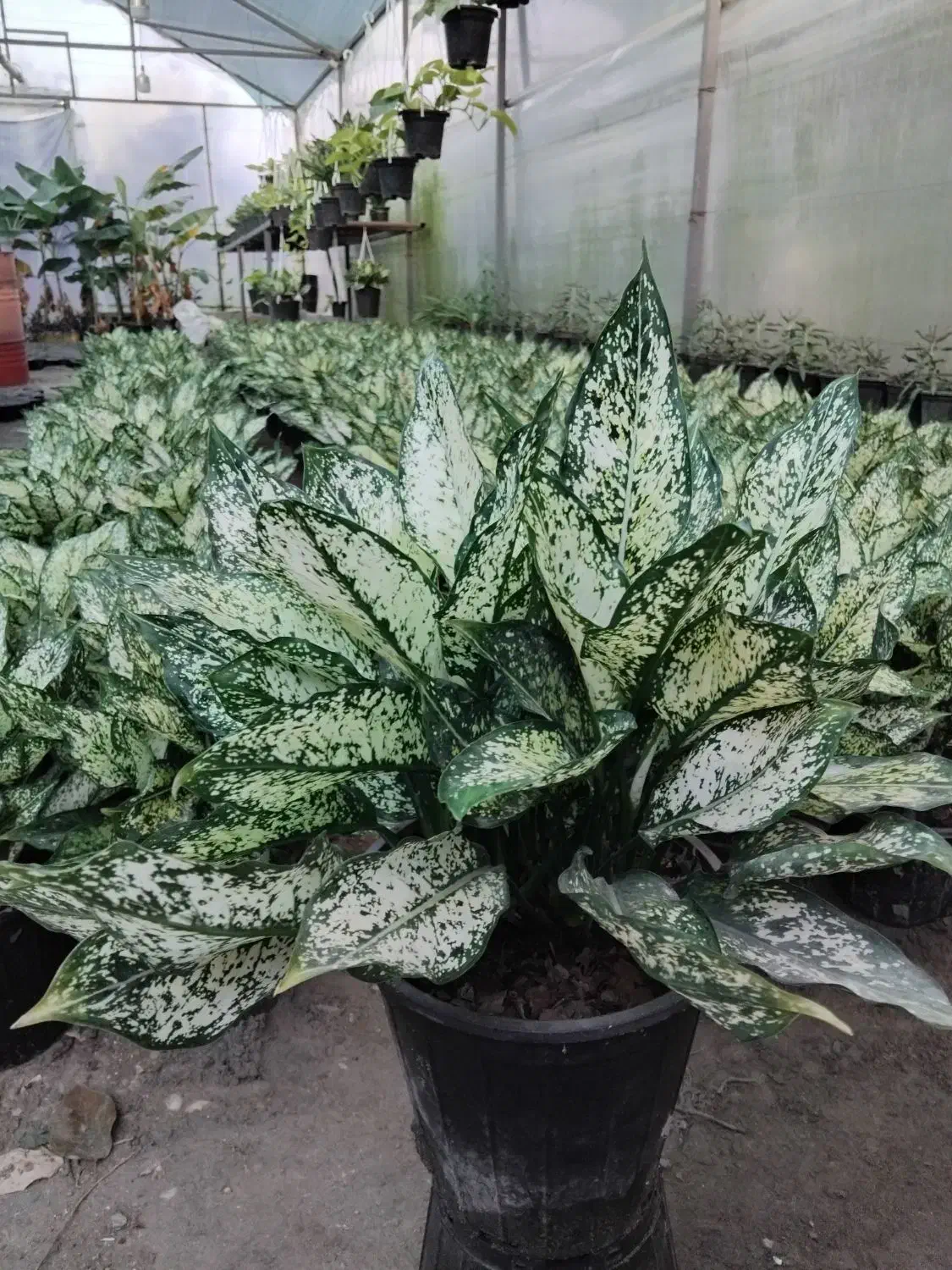 آگلونما سفید برفی|خدمات باغبانی و درختکاری|مرزیکلا, |دیوار