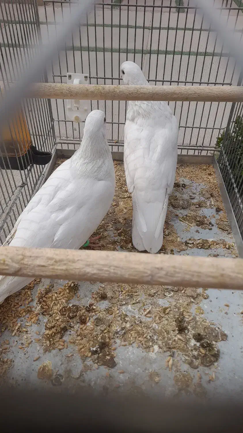 جفت کبوتر سفید همدانی|پرنده|فولادشهر, مسکن مهر فولادشهر|دیوار