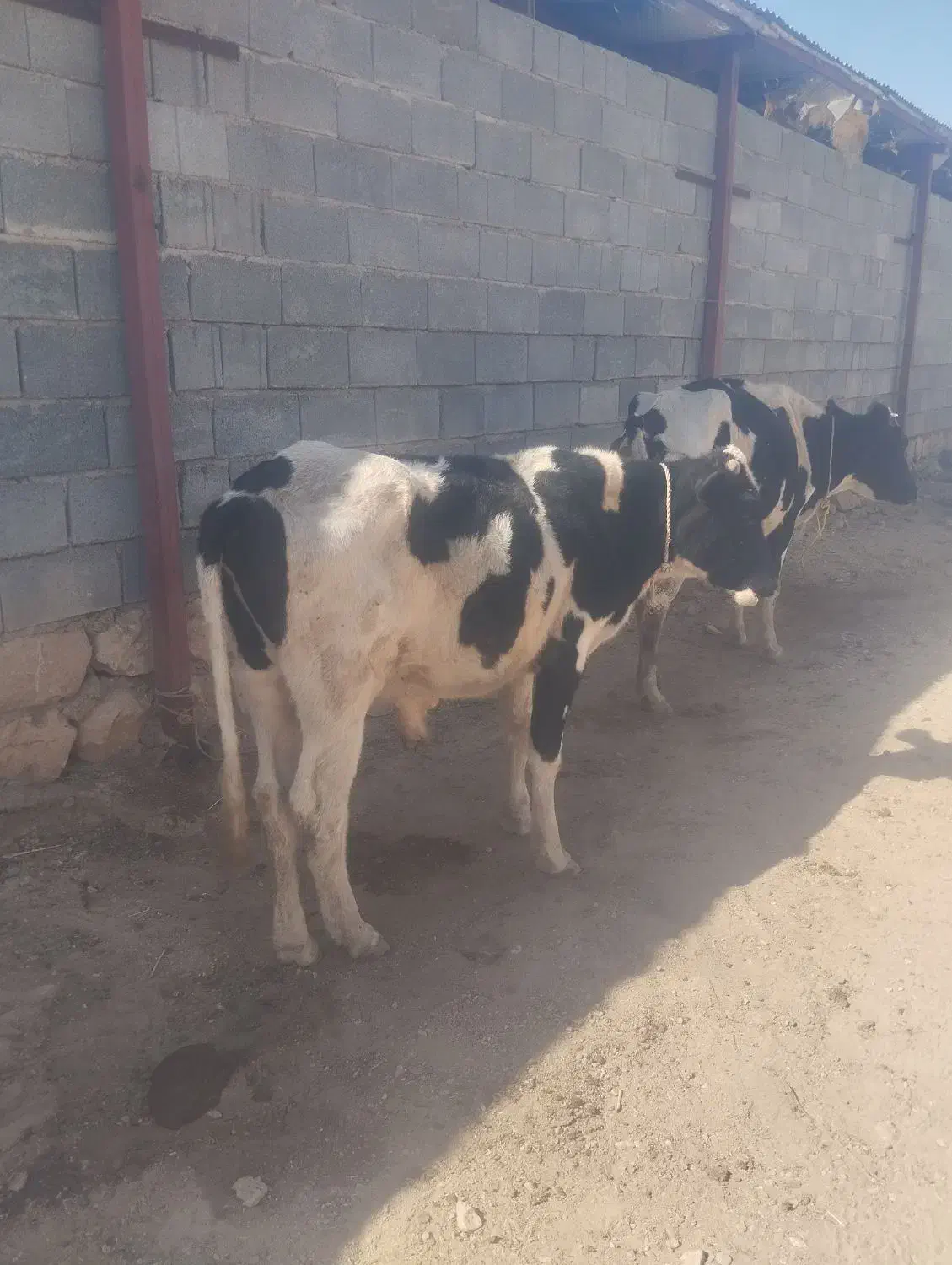گاو و گوساله|حیوانات مزرعه|سرپل ذهاب, |دیوار