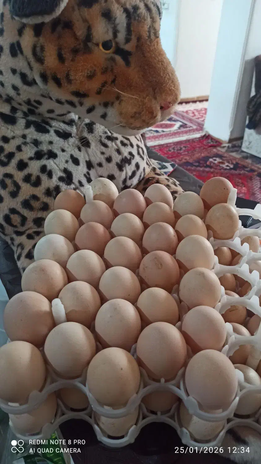 تخم مرغ|خوردنی و آشامیدنی|مرودشت, مجد آباد|دیوار