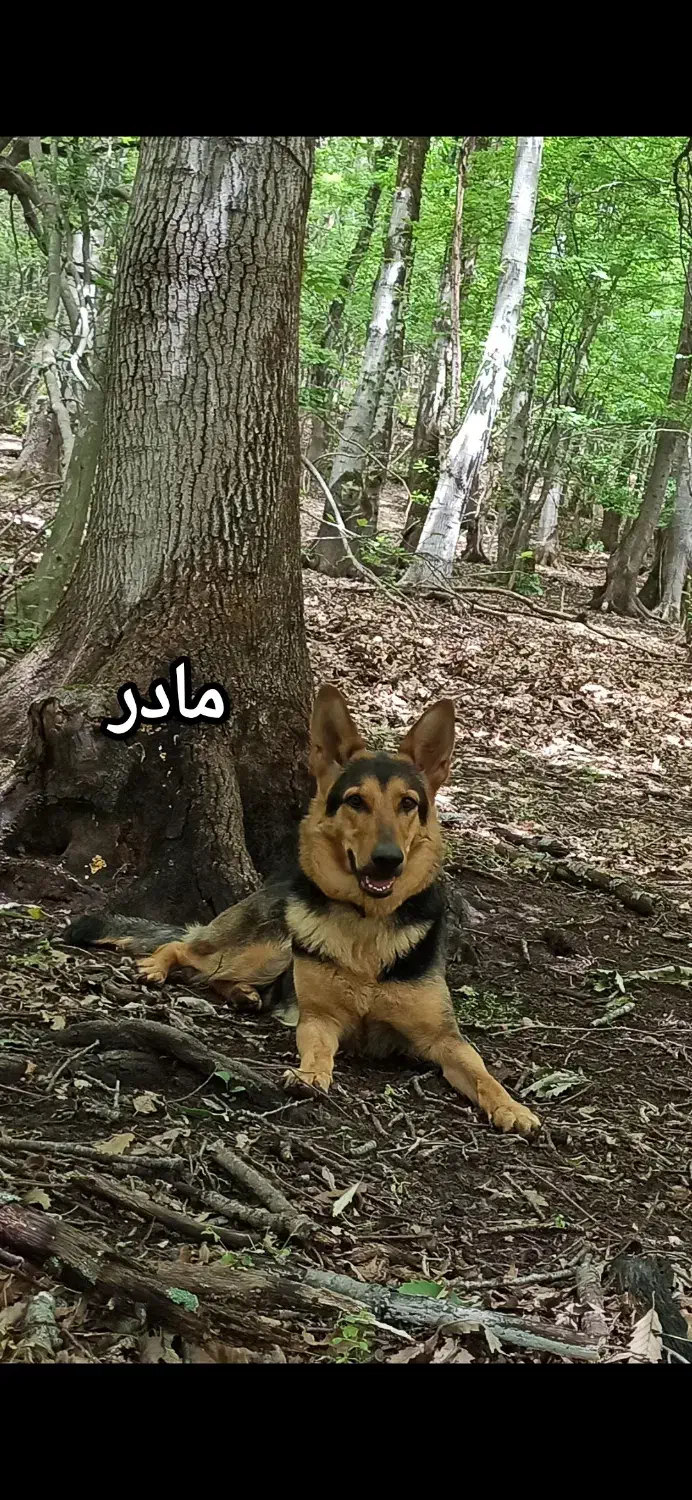 توله ژرمن ورک لاین،بلک و رنگی، اصیل.فوری فروش|سگ|کرج, حصارک بالا|دیوار