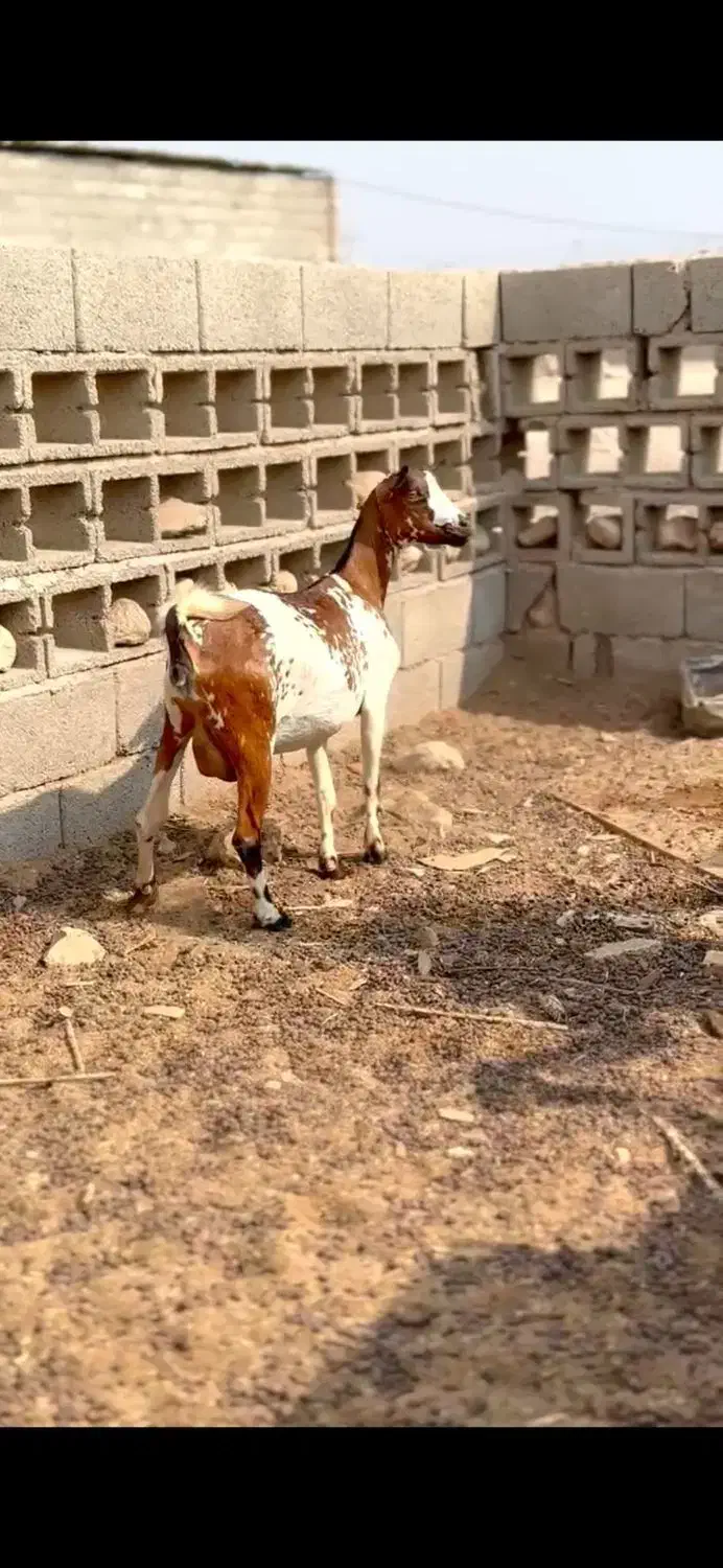 خالص و ناب|حیوانات مزرعه|بندر گناوه, |دیوار