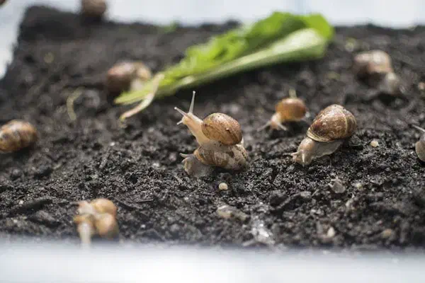 جوجه حلزون پرورشی|خزنده|تهران, جوانمردان (اندیشه)|دیوار