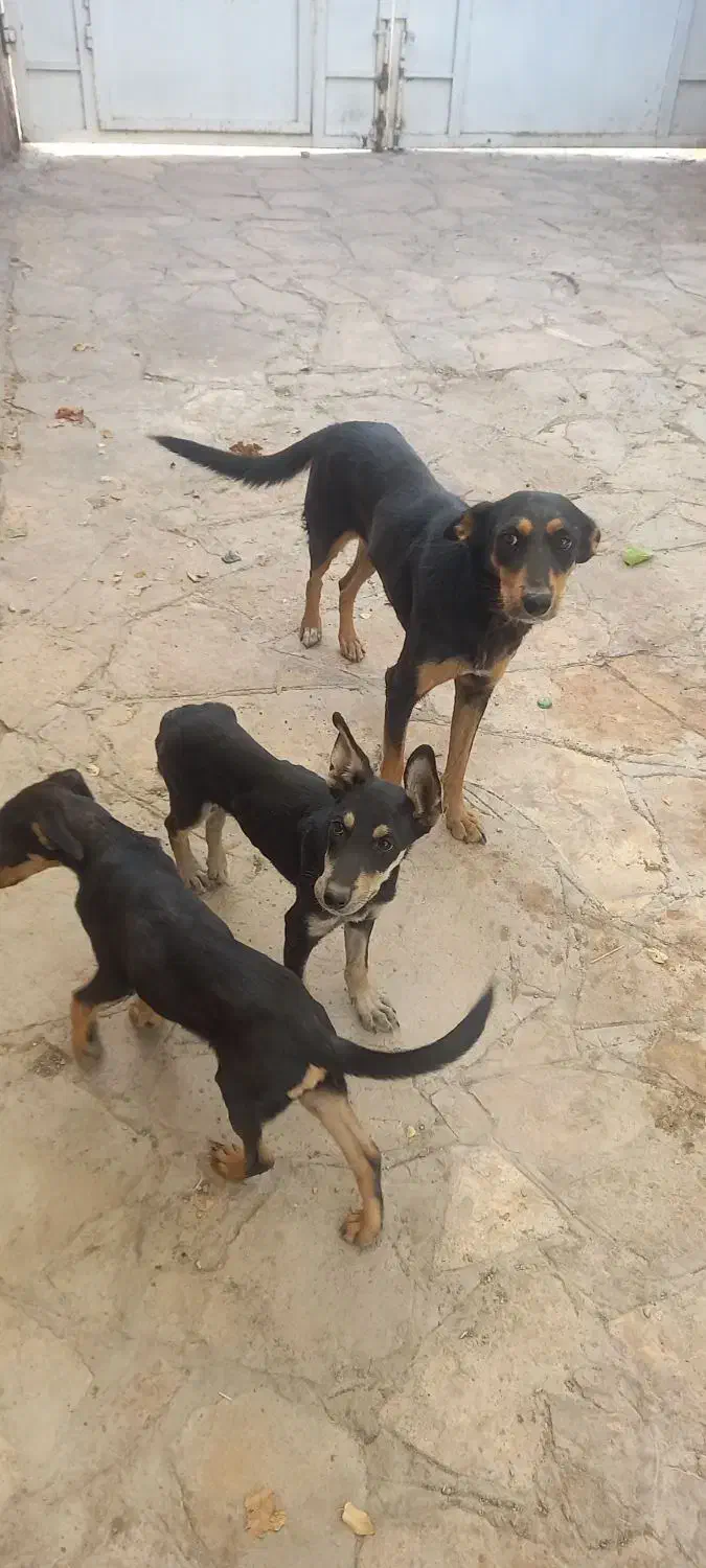 سگ دوبرمن پوست چرمی وارداتی|سگ|مشهد, رده|دیوار