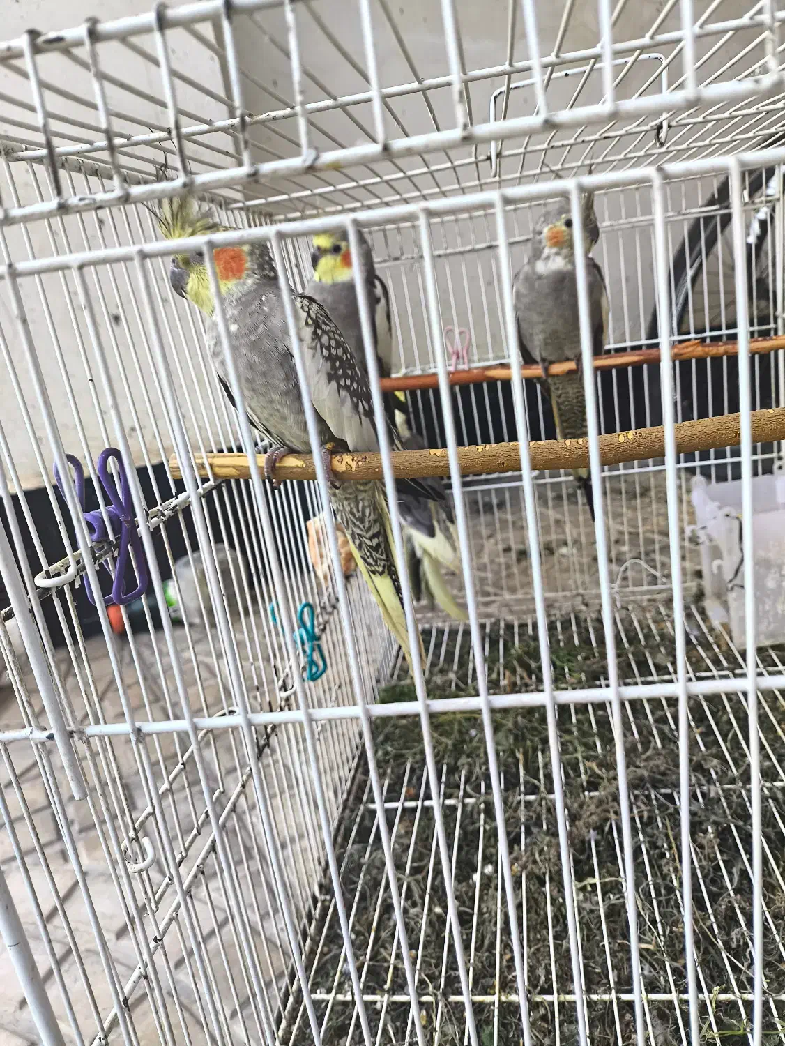 عروس هلندی|پرنده|رامیان, |دیوار