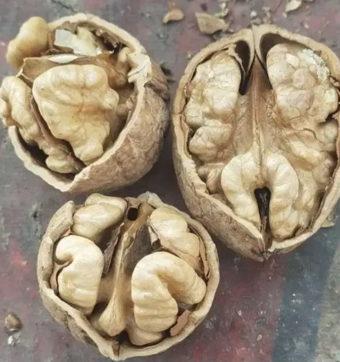 بن دار باکیفیت و اصلاح شده از باغ مادری نهالستان|خدمات باغبانی و درختکاری|سنندج, |دیوار