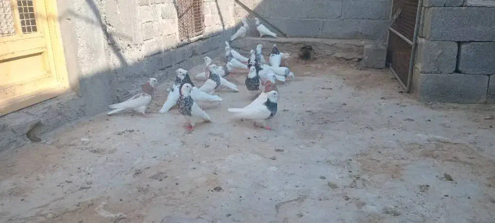 طوقی نامبر وان|پرنده|پارسیان, |دیوار