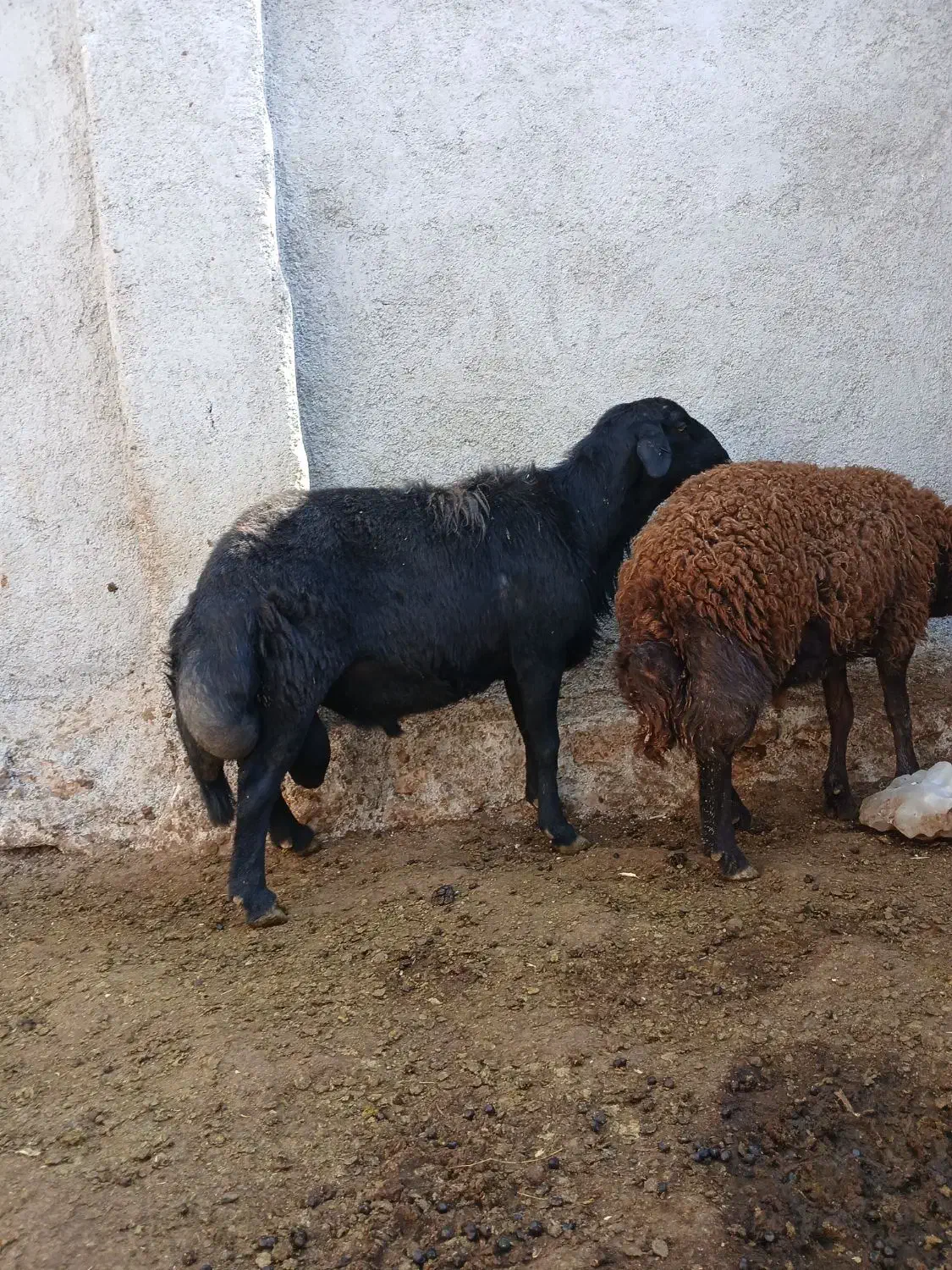 قوچ قره قزل|حیوانات مزرعه|رزن, |دیوار