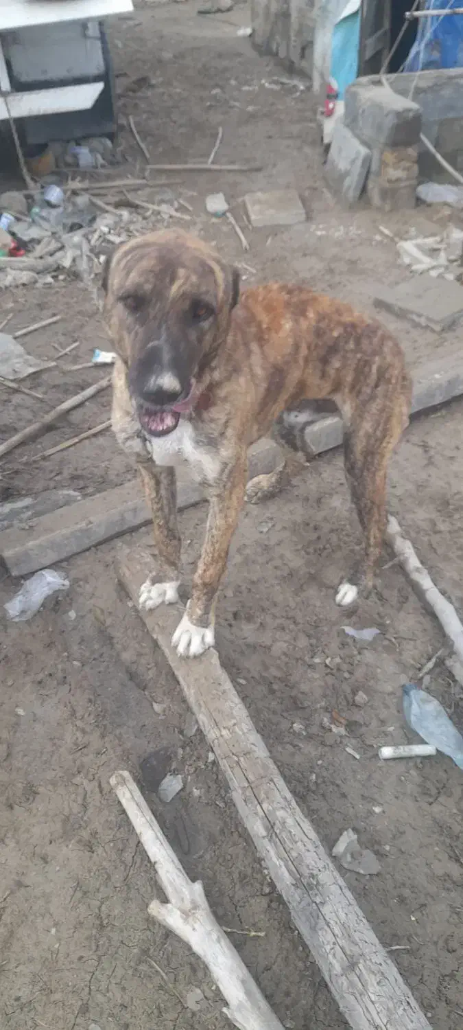 سگ نر اماده|سگ|شیروان (خراسان), |دیوار