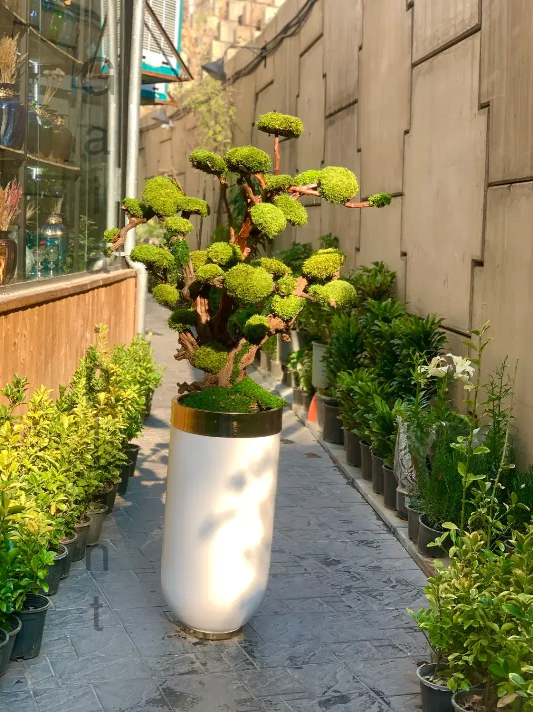 درخت جاودان،بنسای،درختچه|گل و گیاه طبیعی|تهران, اکباتان|دیوار